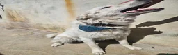 Meticcio cani in regalo: Ugo: cucciolone buonissimo con tutti  - Annuncio 1