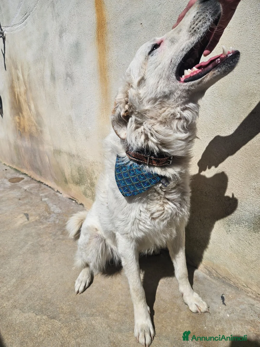 Meticcio cani in regalo: Ugo: cucciolone buonissimo con tutti  - Annuncio 1