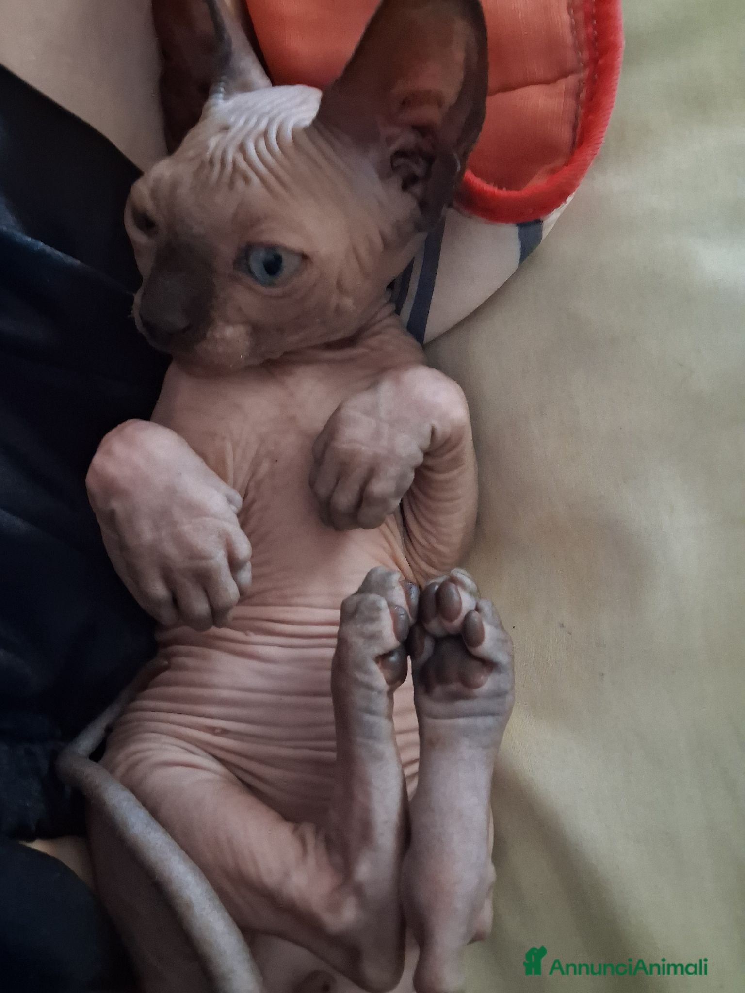 Sphynx gatti VENDO GATTO SPHYNIX  - Annuncio 1