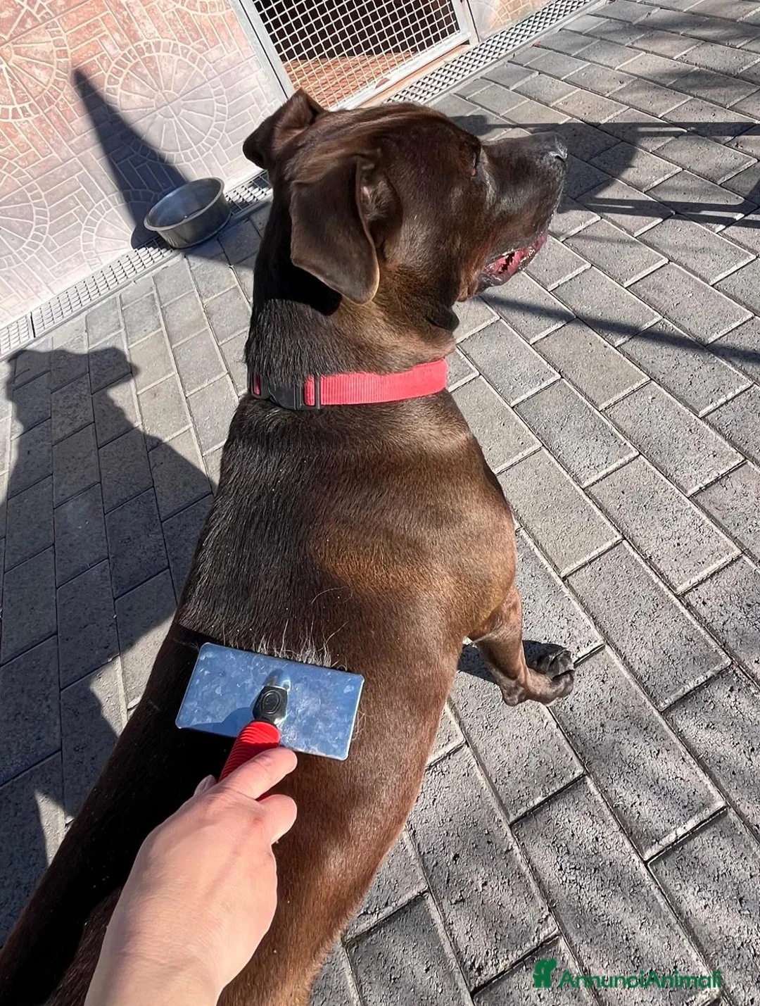 Meticcio cani in regalo: NIGEL CERCA CASA - Annuncio 2