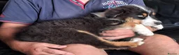 Australian Shepherd cani in vendita: cucciolo di Pastore Australiano - Annuncio 5