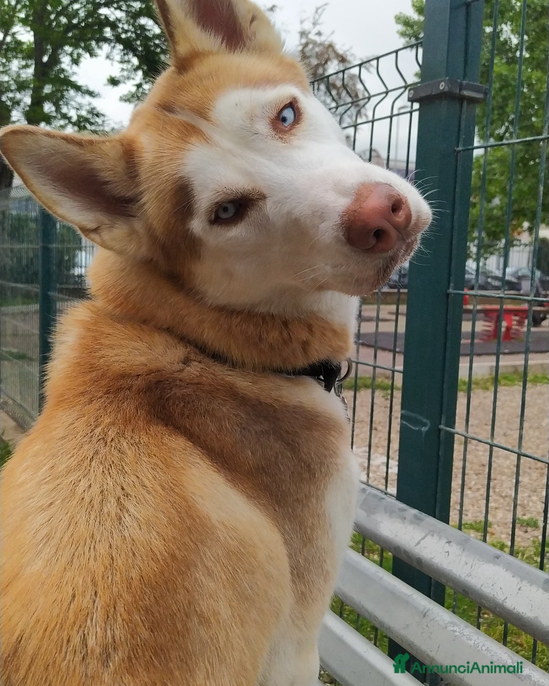 Husky cani per accoppiamento: Husky per accoppiamento  a Pomezia - Annuncio 1