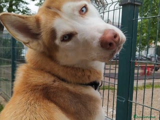 Husky cani Husky per accoppiamento a Pomezia - Annuncio 6