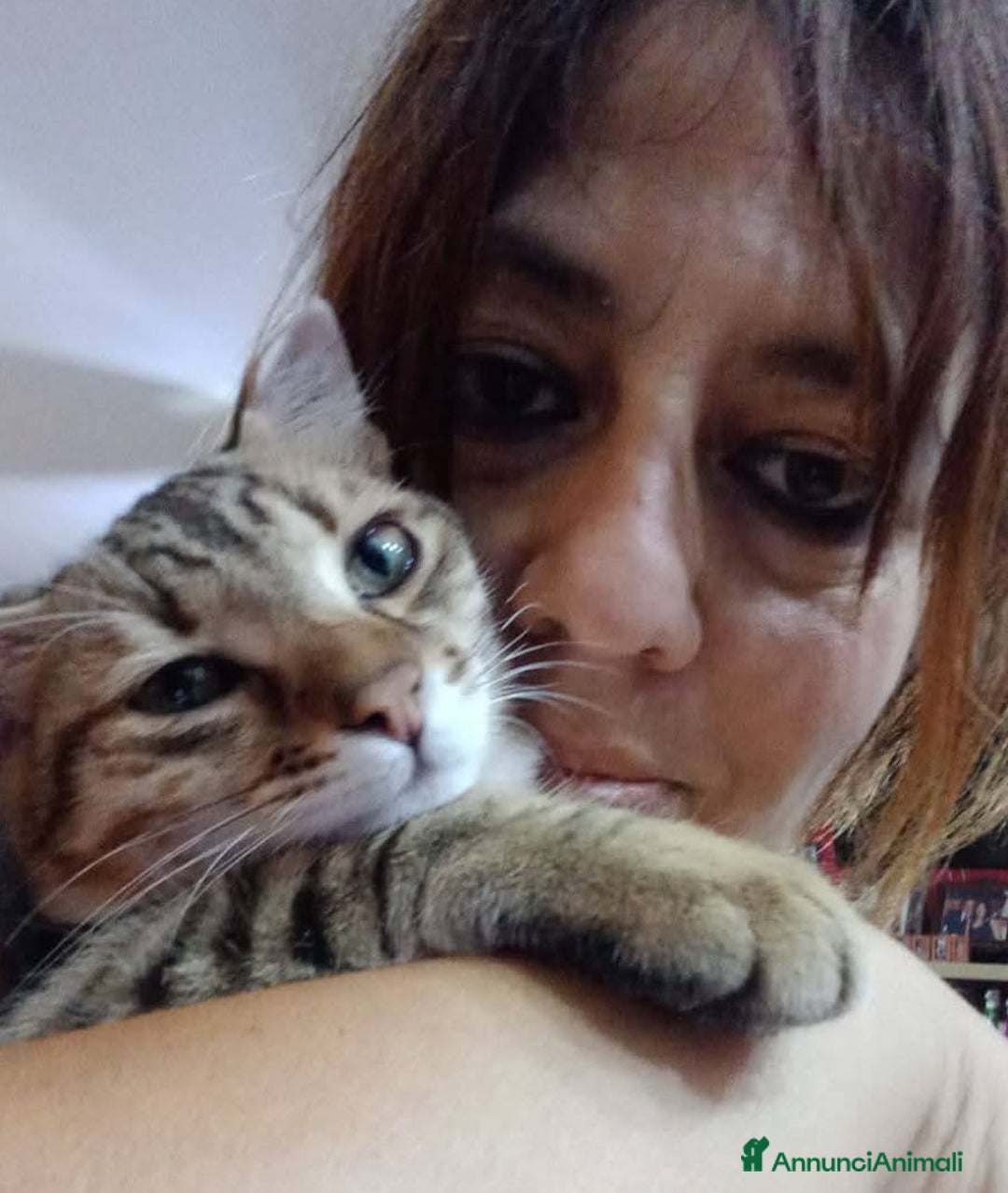 Europeo gatti in regalo: STITCH, tenero cucciolo in adozione ! - Annuncio 5