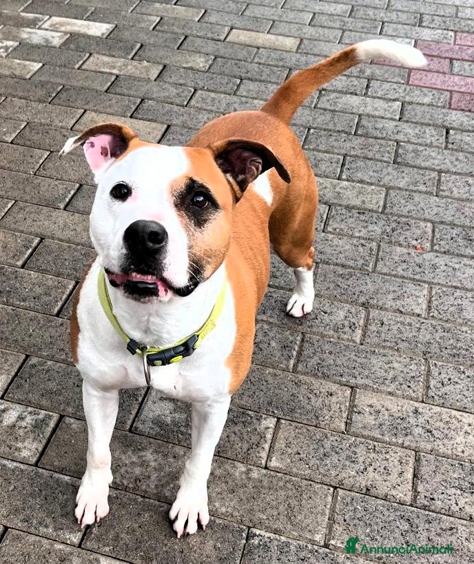 Meticcio cani MAYA AMSTAFF - Annuncio 2