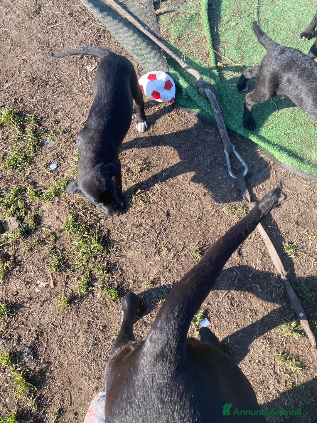 Cane Corso cani in vendita: Cuccioli  - Annuncio 2