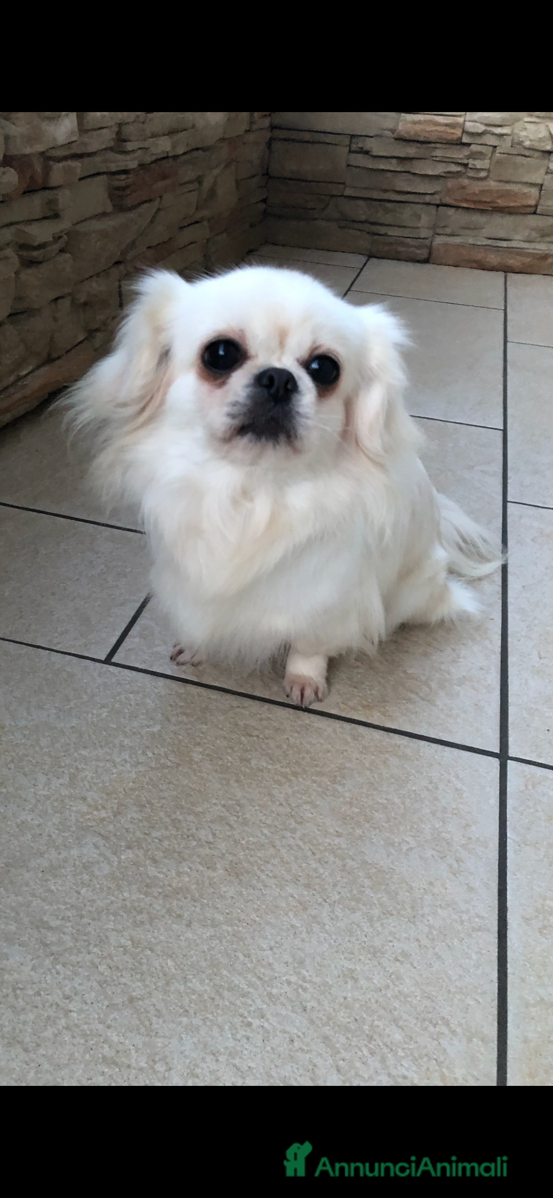 Chihuahua cani in vendita: Chihuahua femmina a pelo lungo  - Annuncio 1