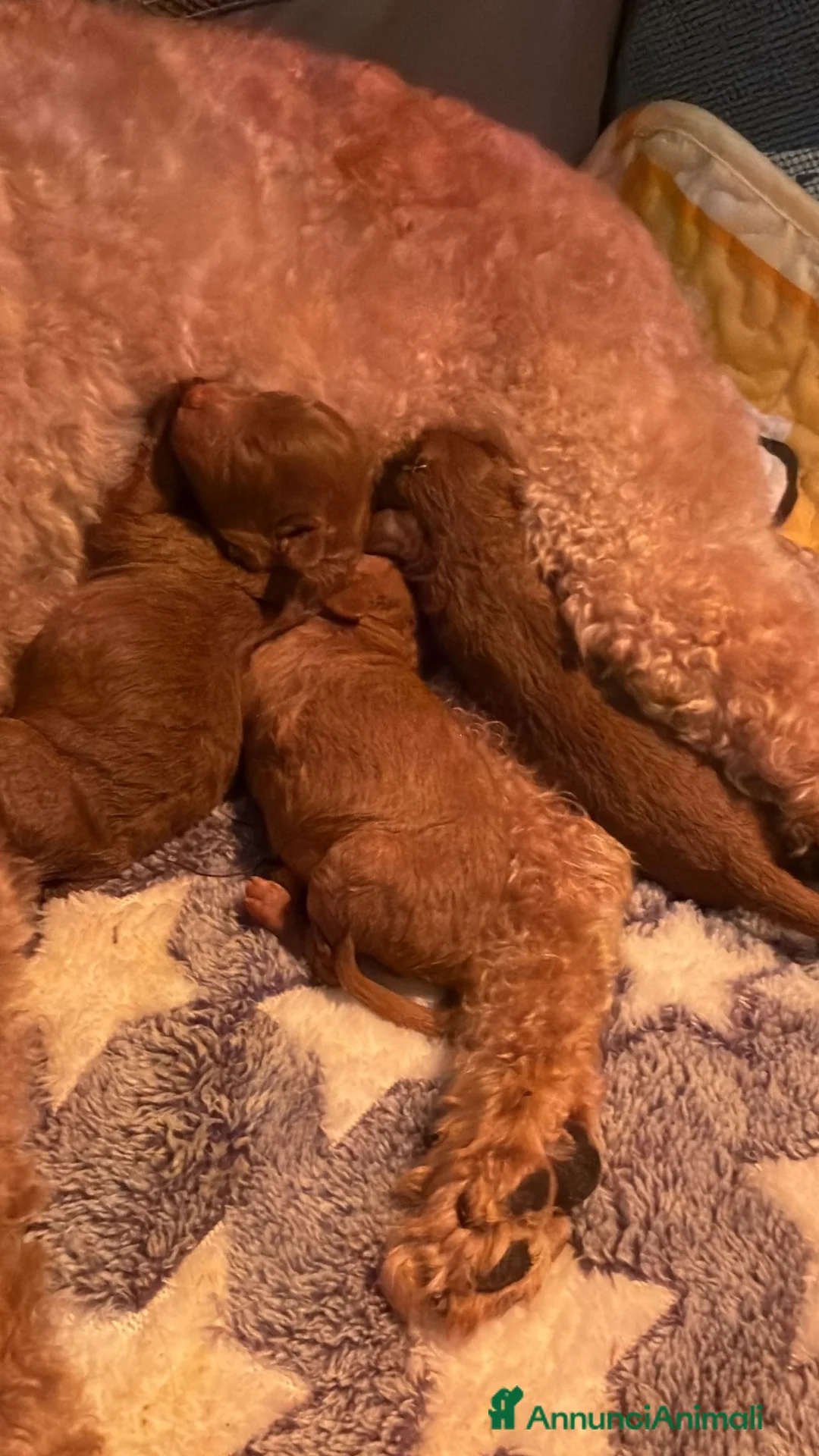 Barboncino Toy cani in vendita: Barboncino Toy/Mini toy - Annuncio 6