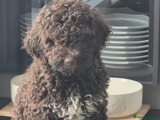 Lagotto cani cuccioli di Lagotto con Pedigree - Annuncio 24