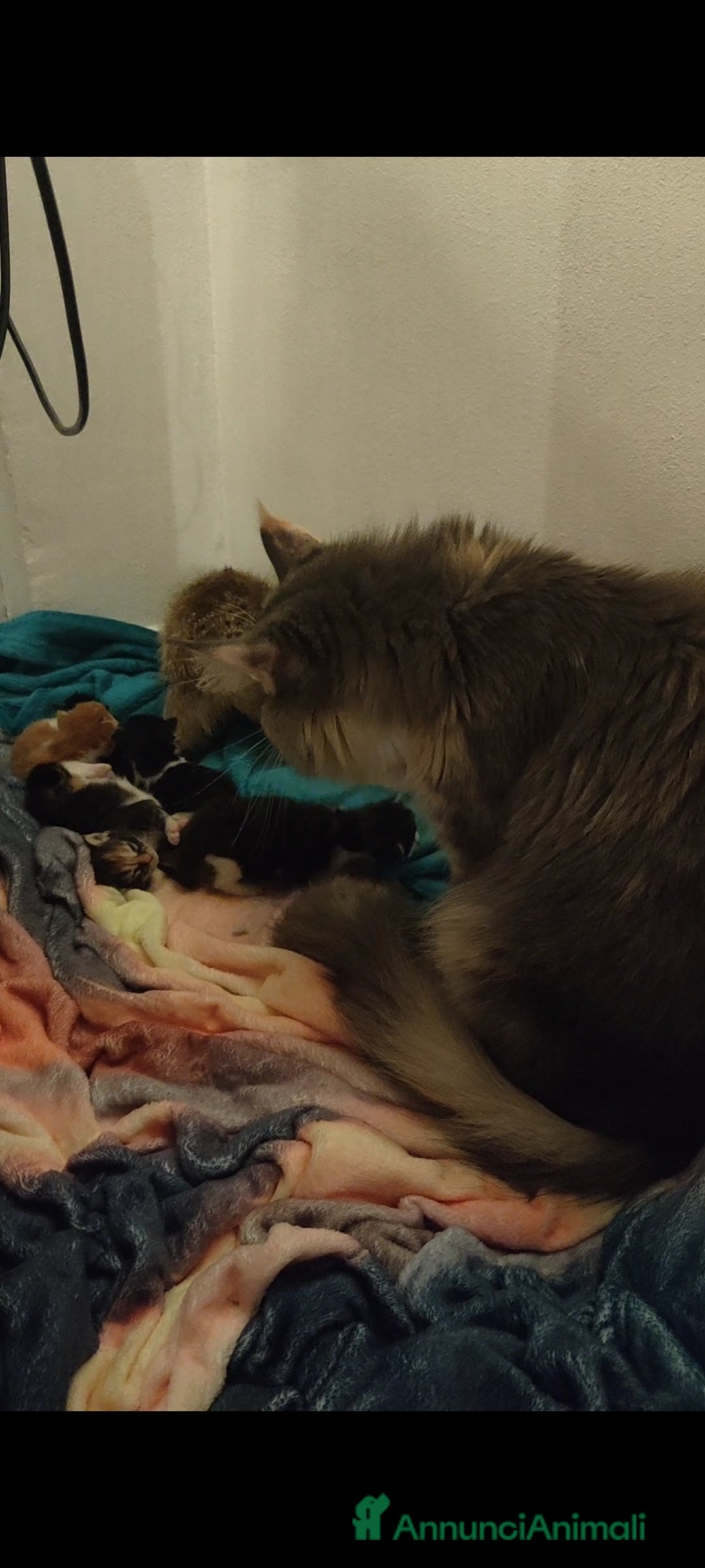 Immagine della galleria {{count}}