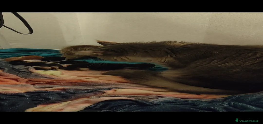 Immagine della galleria {{count}}