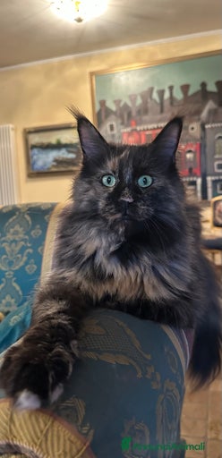 Immagine della galleria {{count}}