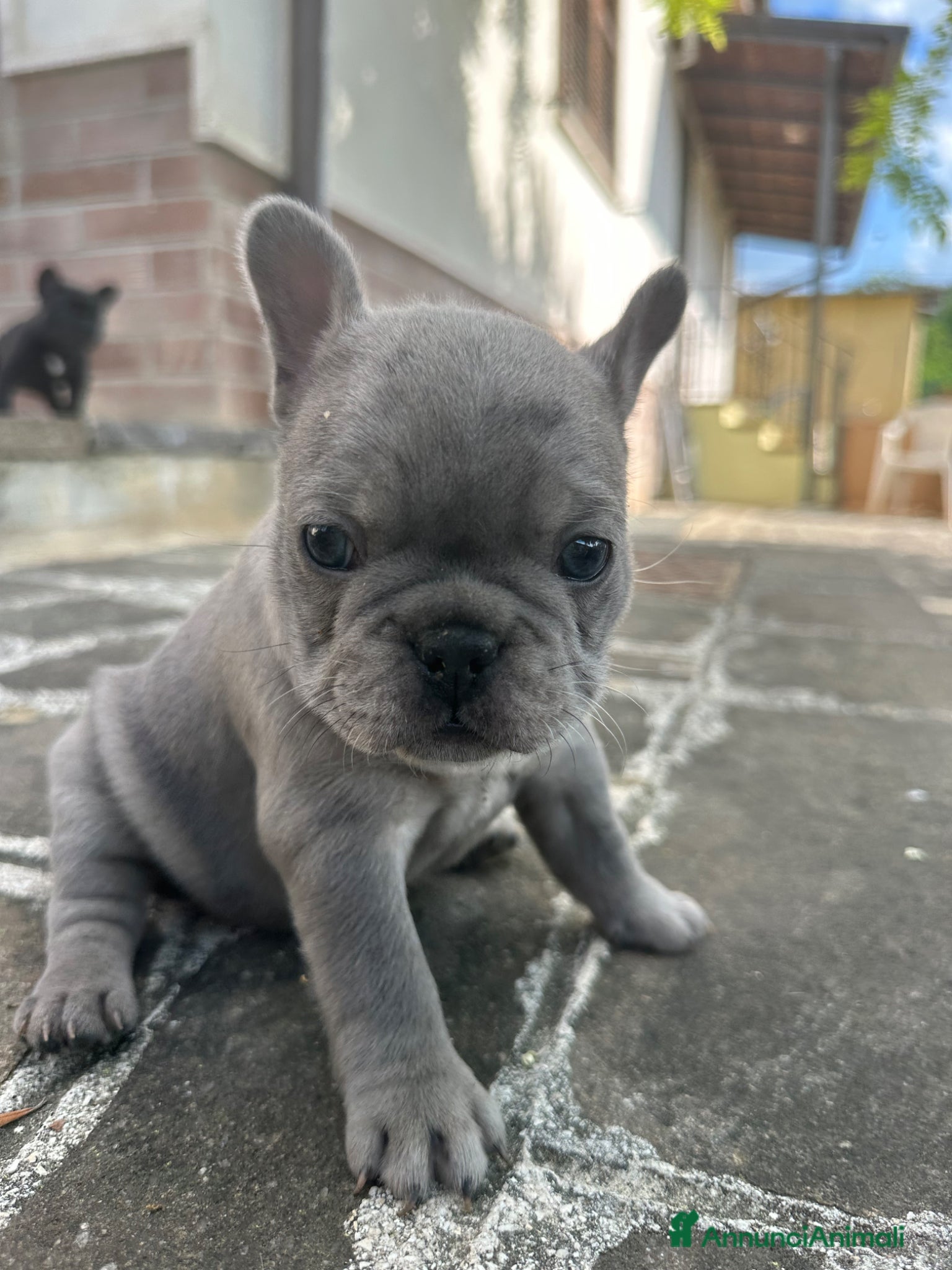 Bulldog Francese cani in vendita: bulldog francese blue occhi celesti, merlè, 2 nere - Annuncio 16