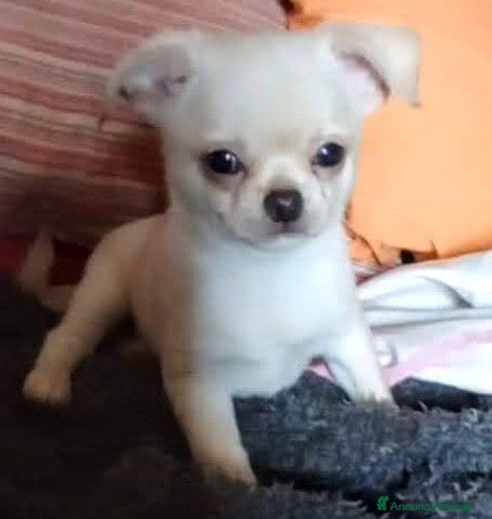 Chihuahua cani Cuccioli di chihuahua super genealogia campioni - Annuncio 1