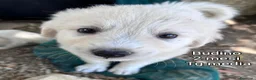 Meticcio cani in regalo: ADOTTA UN CUCCIOLO! a Provincia di Reggio Emilia - Annuncio 7