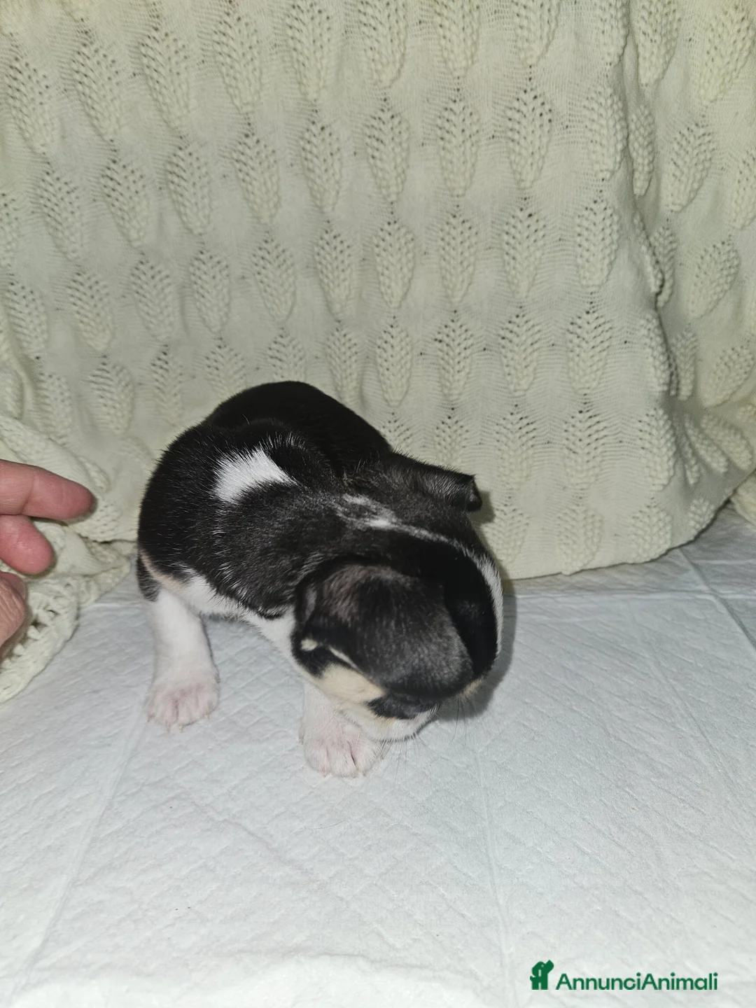 Chihuahua cani in vendita: Chihuahua mini toy - Annuncio 7