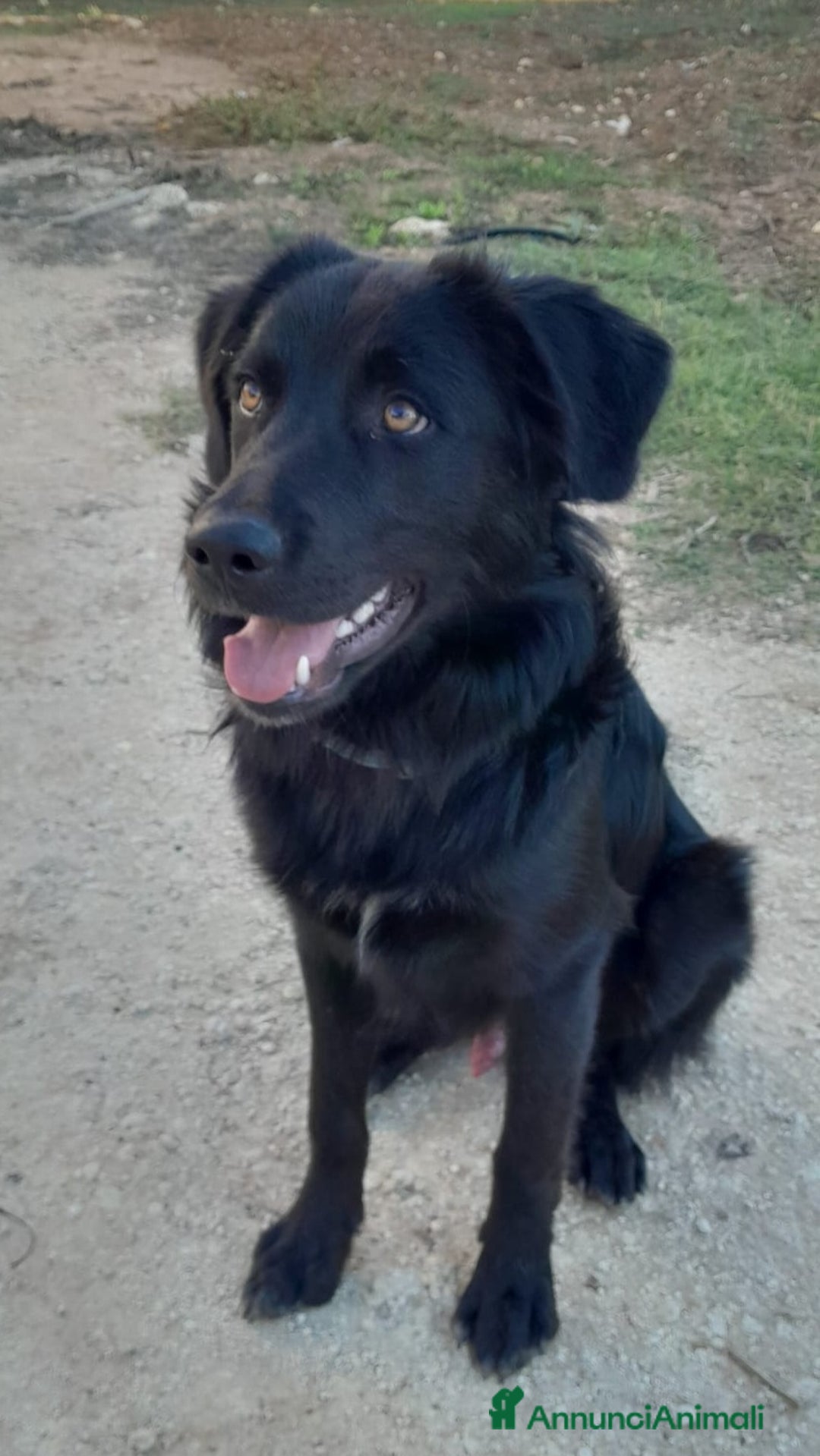 Meticcio cani in regalo: LUCIO MIX LABRADOR/BORDER COLLIE - Annuncio 3