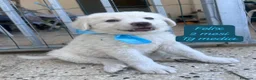 Meticcio cani in regalo: Cuccioli, non hanno chiesto di nascere  a Provincia di Brescia - Annuncio 5