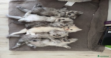 Persiano gatti Gattini persiani Chincilla  - Annuncio 2