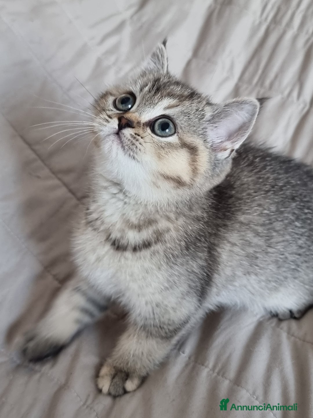 Scottish gatti in vendita: Scottish Straight  - Annuncio 6
