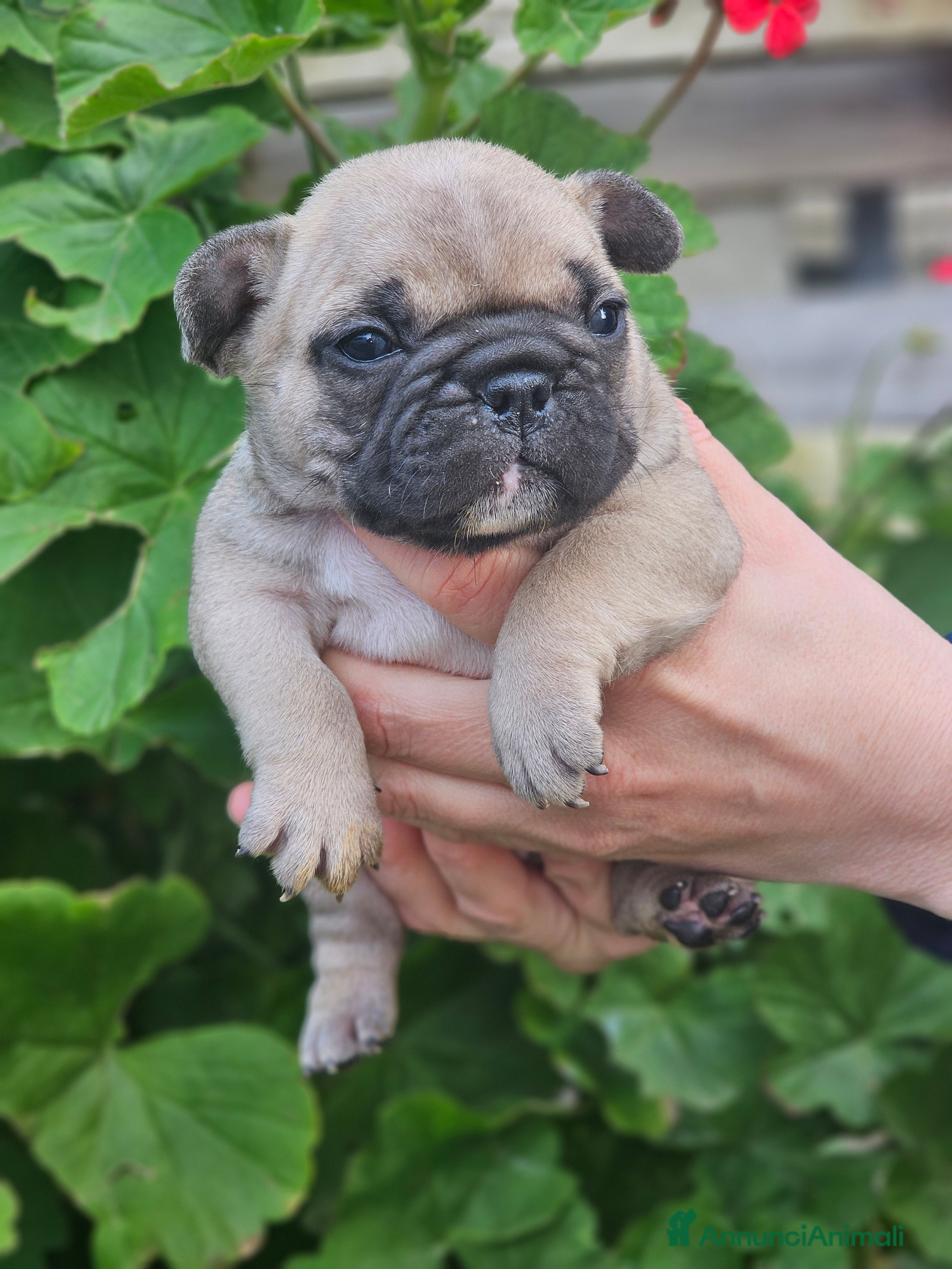 Bulldog Francese cani Bulldog-Bouledogue Francese cuccioli  - Annuncio 3