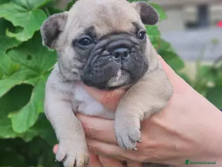 Bulldog Francese cani Bulldog-Bouledogue Francese cuccioli - Annuncio 3