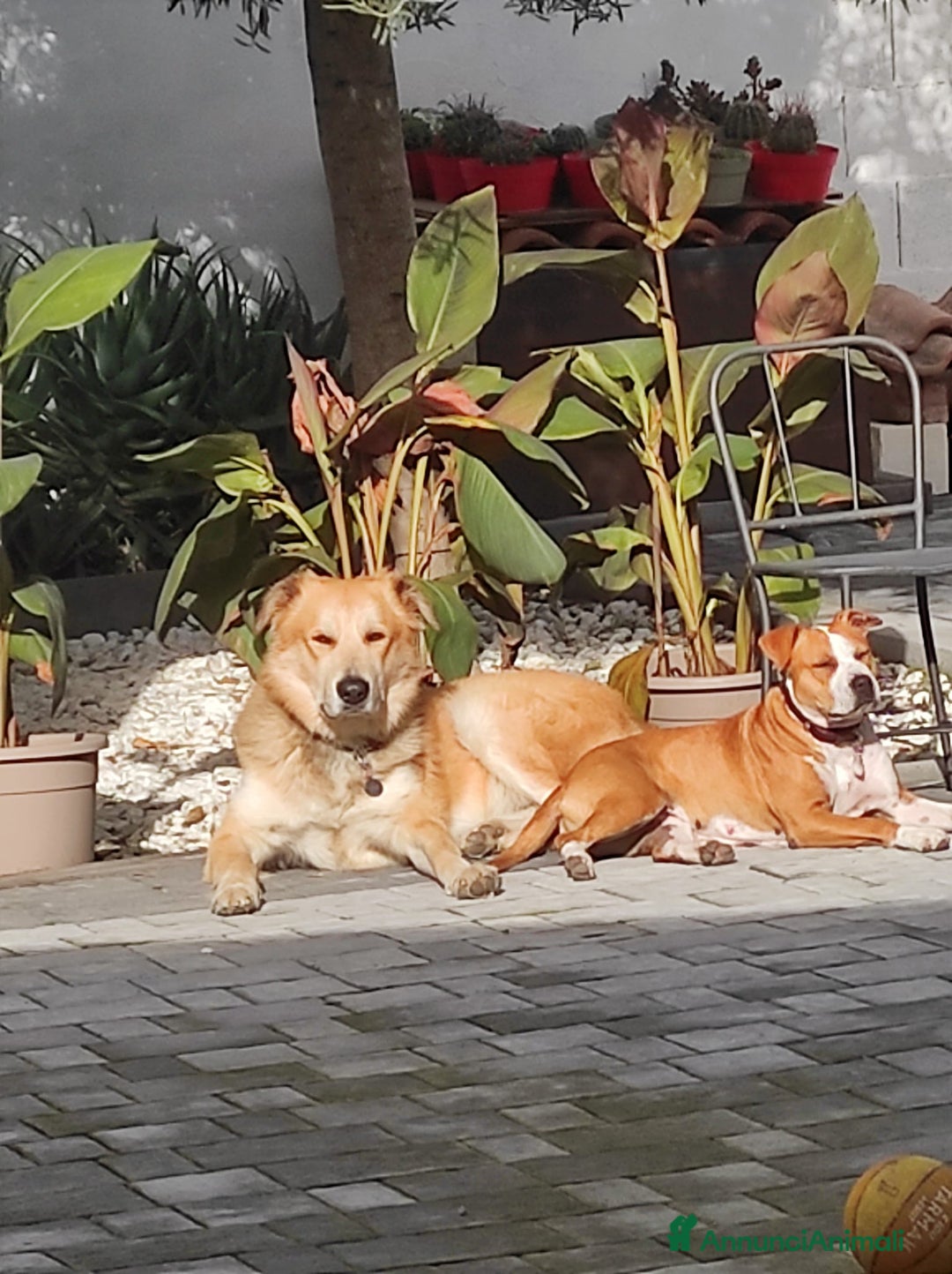 American Staffordshire cani in regalo: Cane in adozione - Annuncio 6