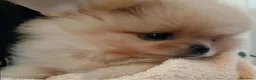 Volpino Pomerania cani in vendita: Pomeriana  - Annuncio 3