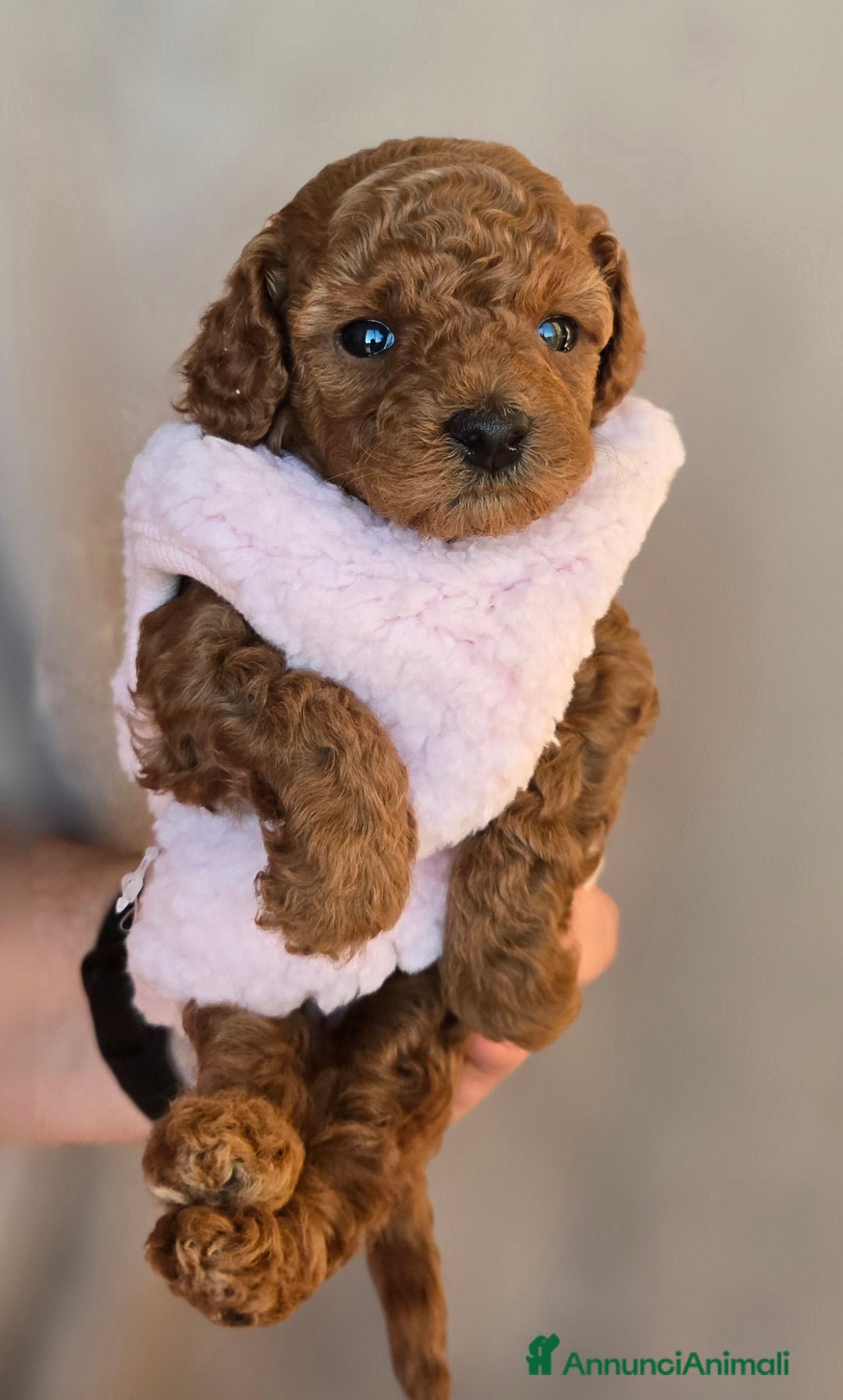 Barboncino Toy cani in vendita: Cucciola Barboncino Toy pedegree Enci  - Annuncio 2