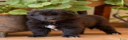 Pastore Belga cani in vendita: Cuccioli di pastore belga - Annuncio 6
