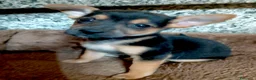 Meticcio cani in regalo: Cucciola femmina taglia piccola - Annuncio 3