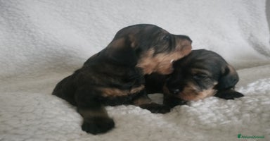 Bassotto cani - Annuncio 6