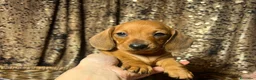 Bassotto cani in vendita: Cucciolo bassotto kaninchen/nano - Annuncio 11