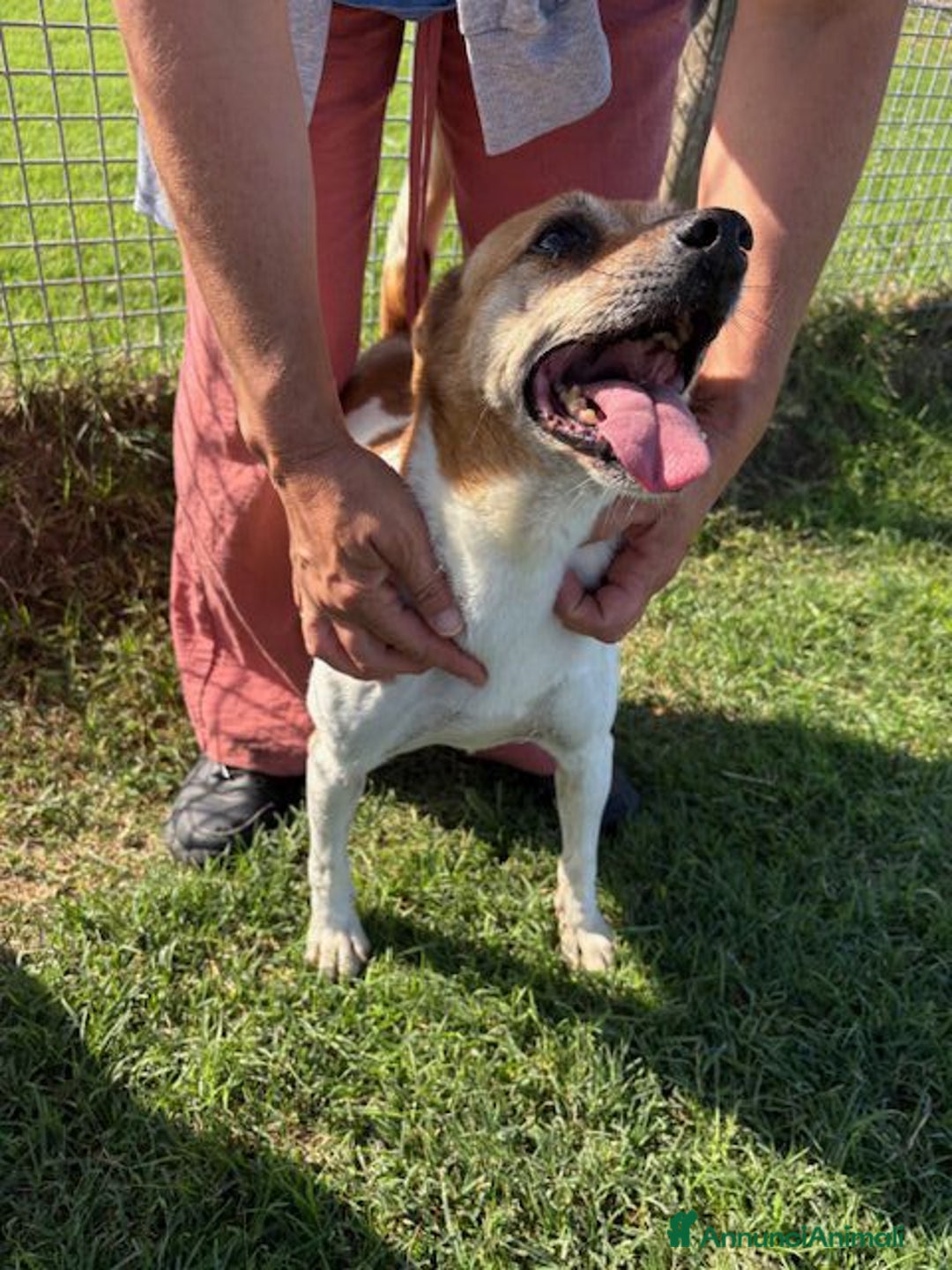 Jack Russell cani in regalo: Tic simpaticissimo derivato jack russell - Annuncio 5