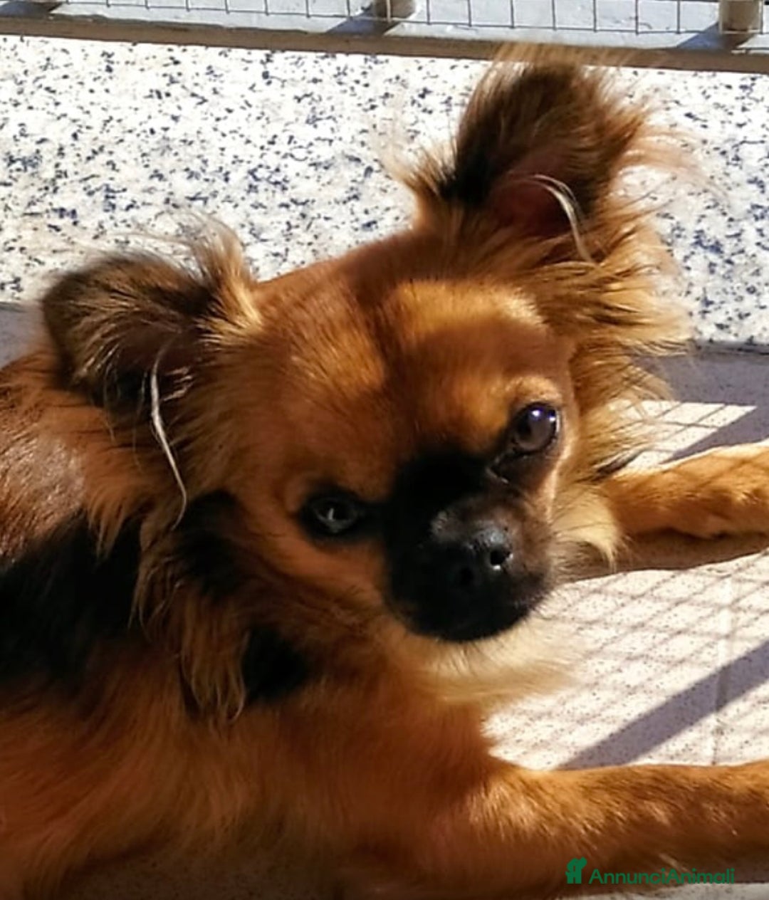 Chihuahua cani in vendita: Chihuahua con Pedigree - Annuncio 2