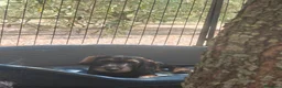 Bassotto cani in vendita: Ultime due cucciole di bassotto a pelo duro - Annuncio 23