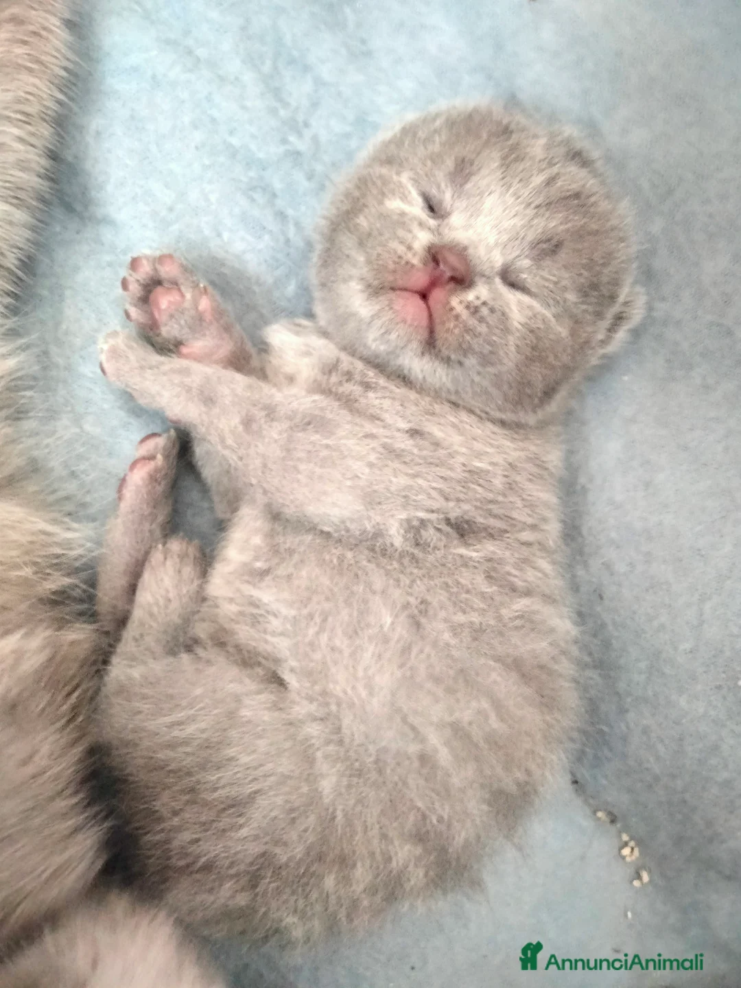 British gatti in vendita: Cucciolo british  - Annuncio 6