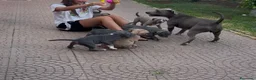 Pitbull cani in vendita: CUCCIOLI DI PITBULL CON PEDIGREE DISPONIBILI a Città metropolitana di Roma Capitale - Annuncio 13