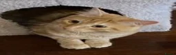 Europeo gatti in regalo: ELVIS - 4 ANNI DOLCISSIMO a Città metropolitana di Milano - Annuncio 4