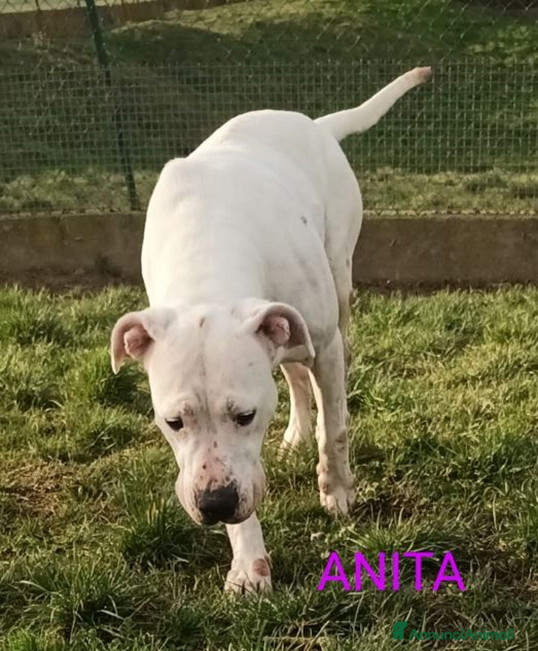 Dogo Argentino cani in regalo: ANITA 6anni  brava con le persone! - Annuncio 5
