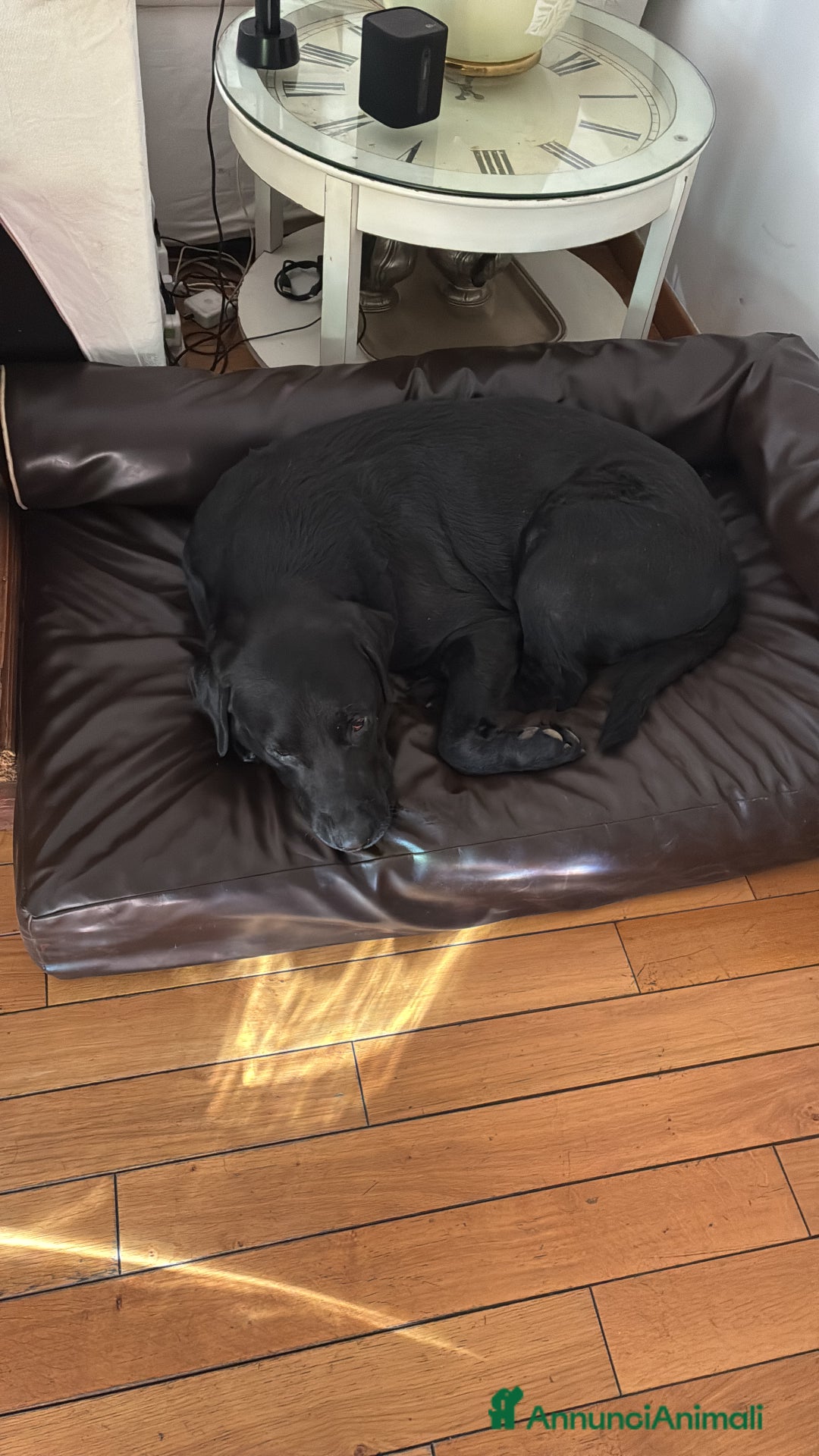 Labrador cani per accoppiamento: Eugenio cerca moglie - Annuncio 4