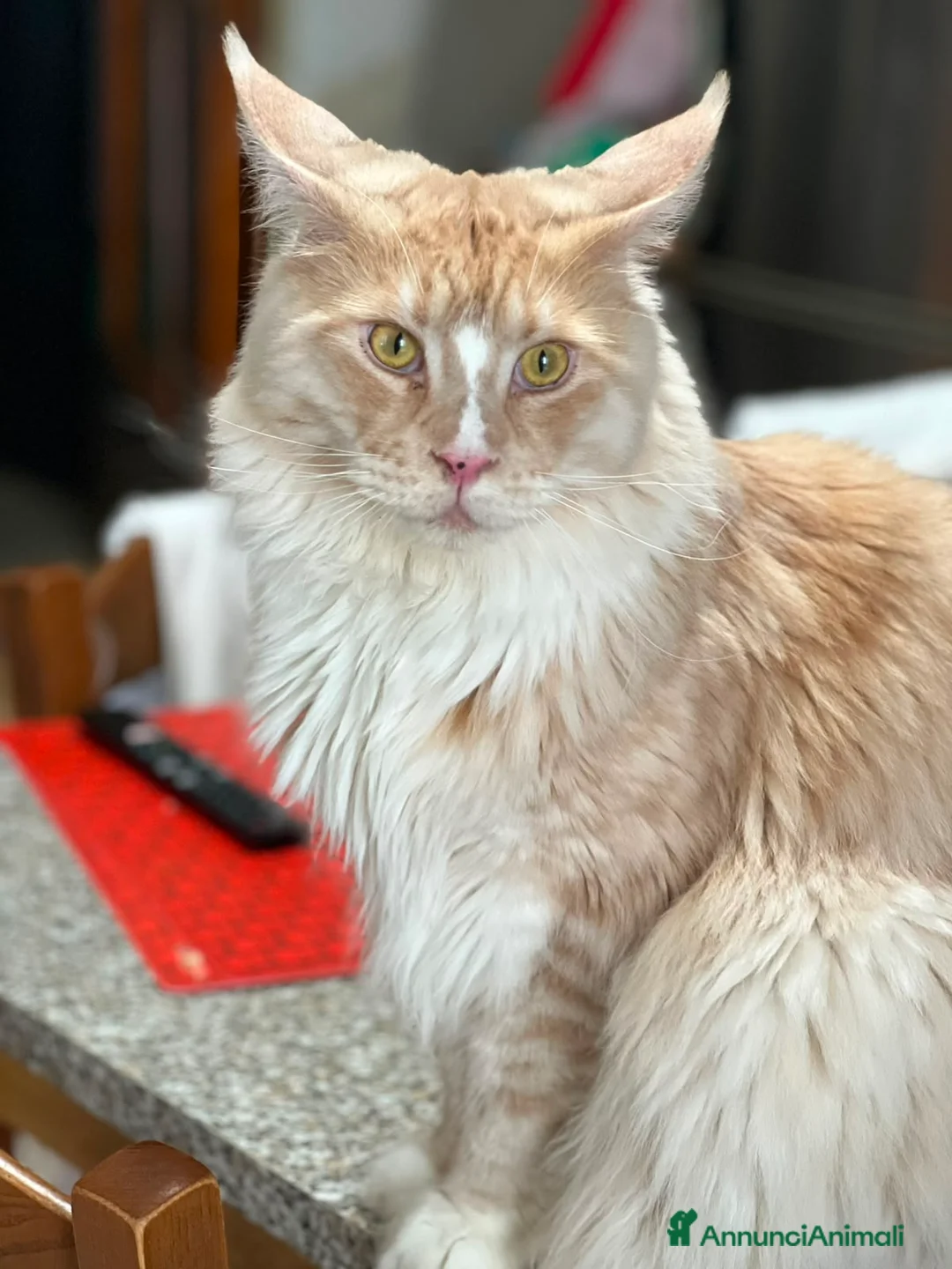 Maine Coon gatti in vendita: Gattini Maine Coon - Annuncio 2