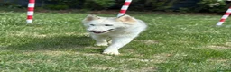 Husky cani in regalo: Donut, una dolcezza di Husky - Annuncio 9