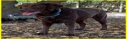 Labrador cani in regalo: KUBRA stupenda labr. cieca a Città metropolitana di Milano - Annuncio 5