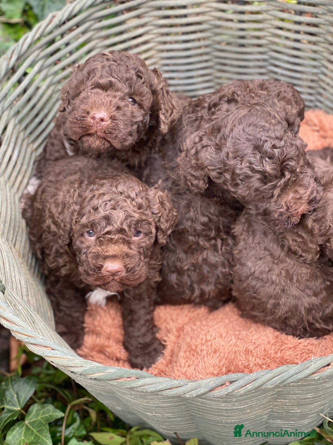 Lagotto cani in vendita: Cuccioli di lagotto disponibili  a Provincia di Asti - Immagine 1
