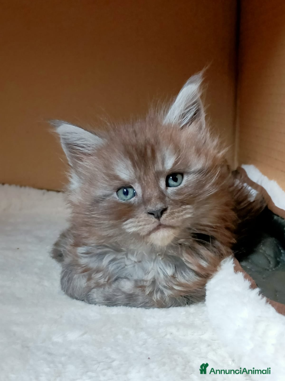 Maine Coon gatti SPLENDIDA CUCCIOLATA  - Annuncio 1