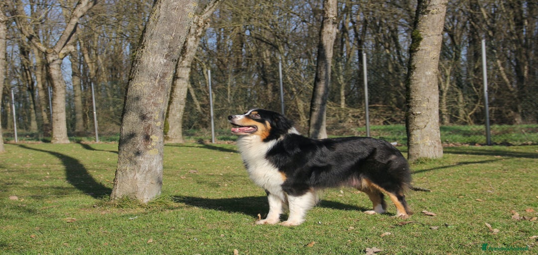 Immagine della galleria {{count}}