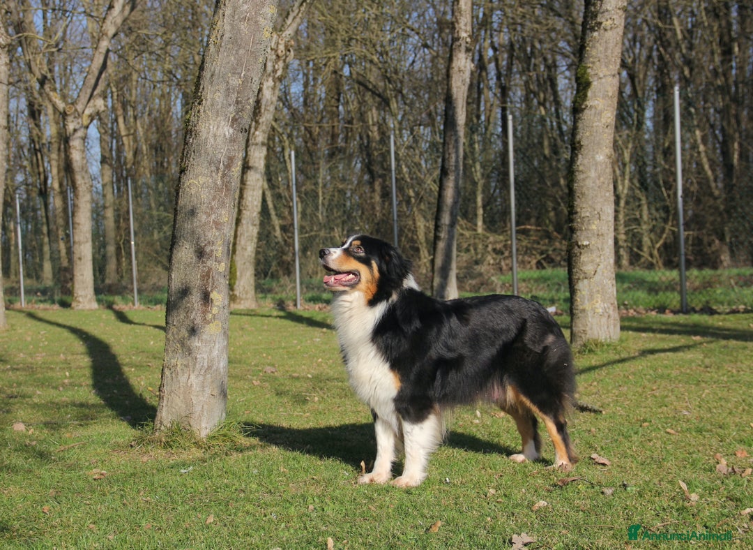 Immagine della galleria {{count}}