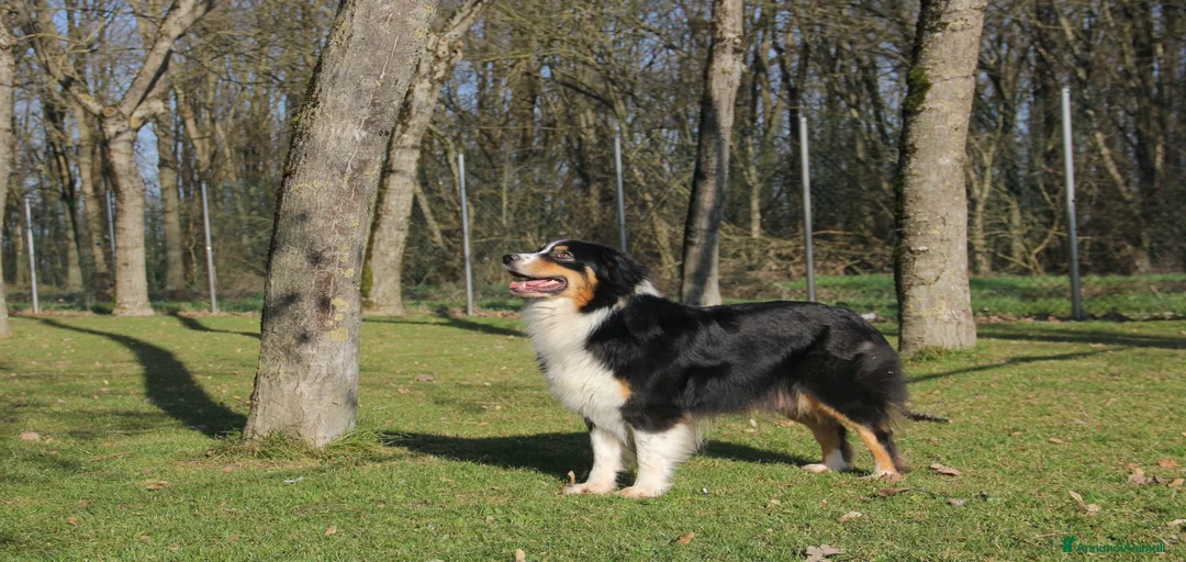 Immagine della galleria {{count}}