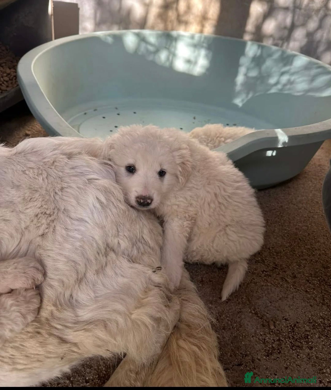 Meticcio cani Meravigliosi cuccioli simil maremmano - Annuncio 5